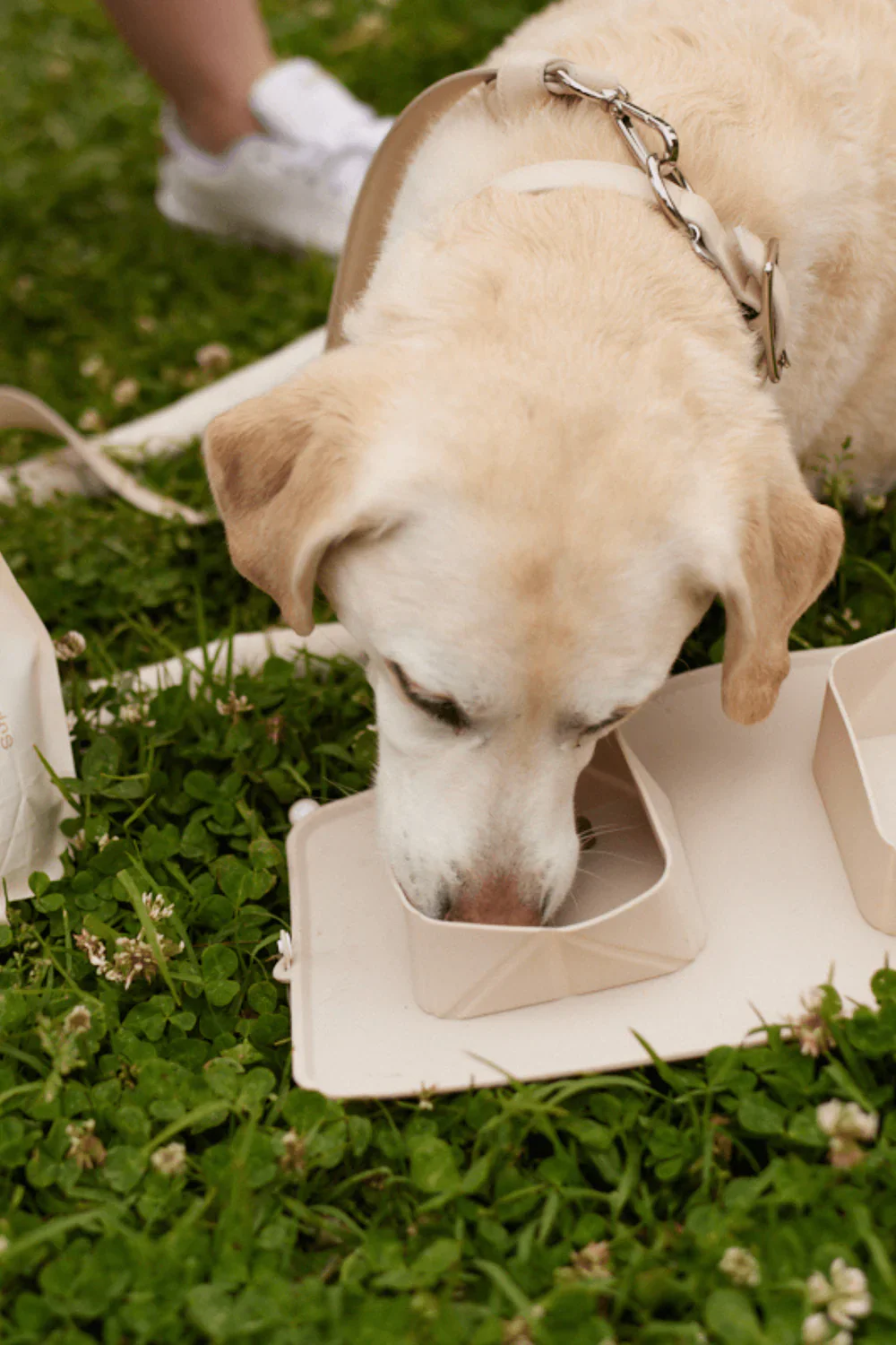 GO! Portable Bowls for Dogs - Image 7