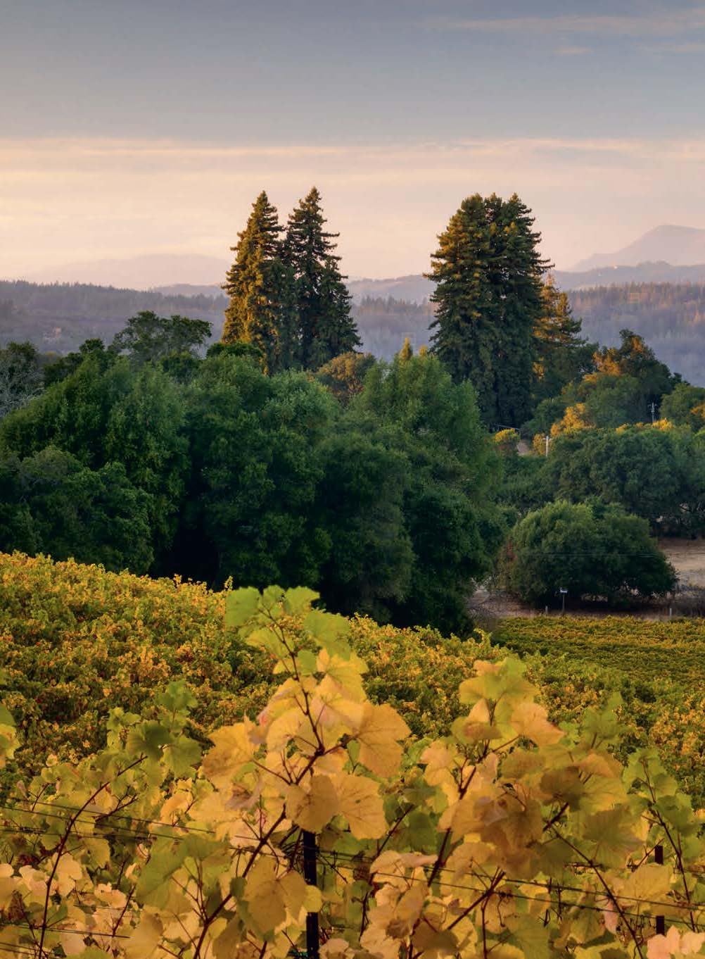 150 Vineyards You Need to Visit Before You Die - Image 3